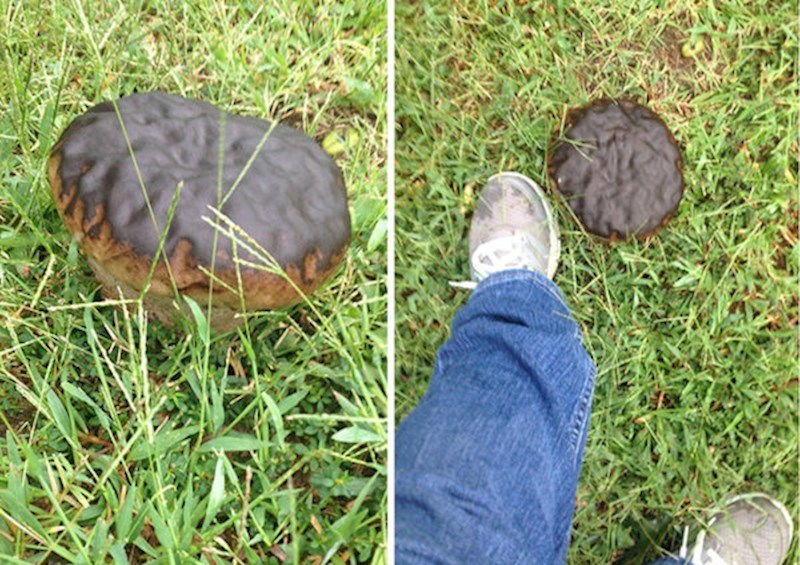 Gljiva koja izgleda kao krafna