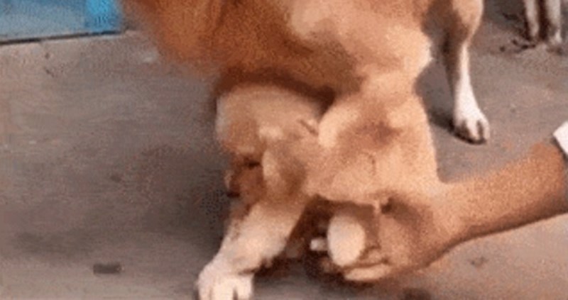 Pogledajte kako je kujica reagirala kad je veterinar došao pregledati njenu bebu