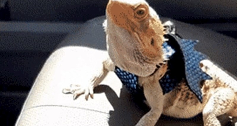 Snimio je guštera i pokazao zbog čega ga smatra najsmotanijim kućnim ljubimcem ikad