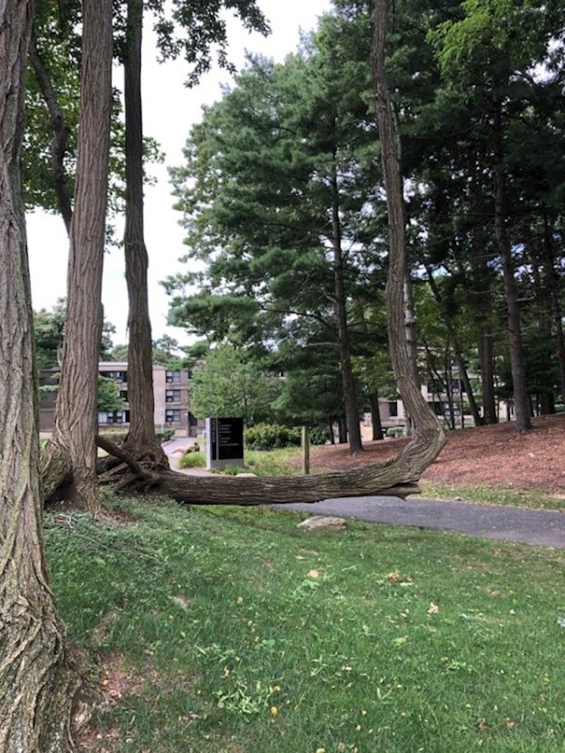 Drvo koje je raslo na jako čudan način...