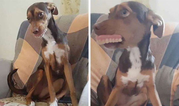 Obitelj je satima tražila bakino izgubljeno zubalo, pronašli su ga u ustima njihovog psa