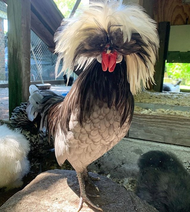 Jeste li ikad vidjeli kokoš s luđom frizurom?