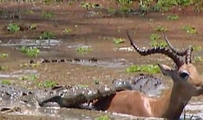 Antilopa se nevjerojatnom srećom spasila i pobjegla od krokodila, evo kako joj je to uspjelo