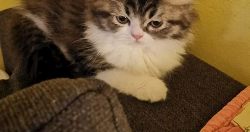 ŠTO TO PLANIRA? 😨 Žena objavila sliku svoje ljubimice i postavila neobično pitanje