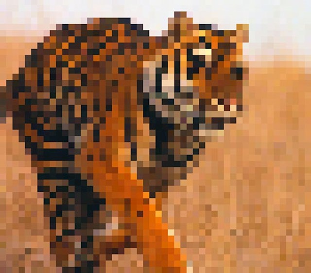 Bengalski tigar, preostalo: oko 2500 (procjena)