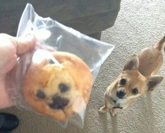 Muffin koji sam kupio izgleda kao moj pas.