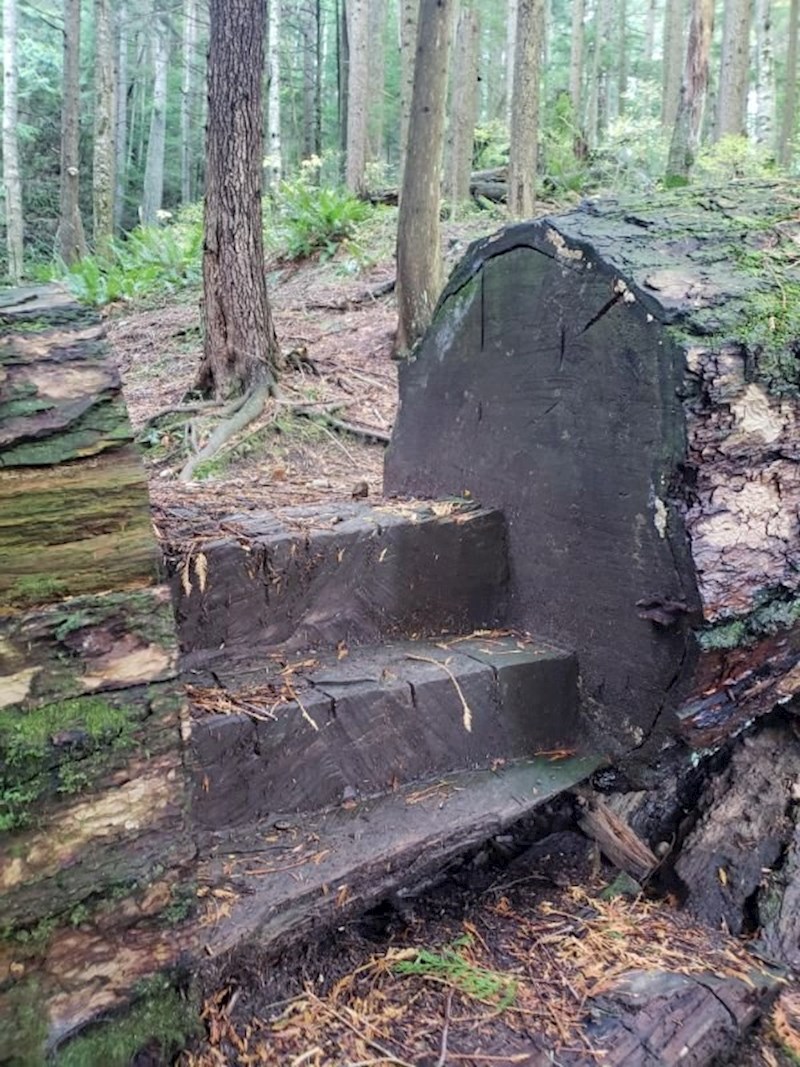 "U šumi sam naišao na stepenice urezane u srušeno drvo."