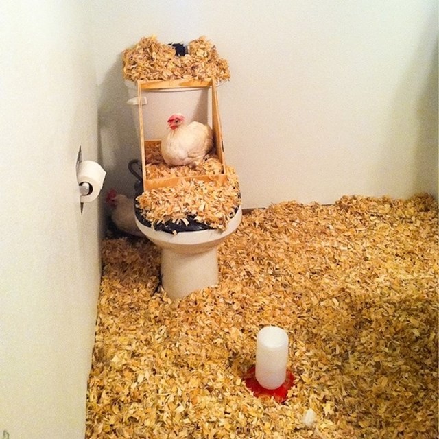 "Bio je 1. april, moj cimer je odlučio naš WC pretvoriti u kokošinjac."