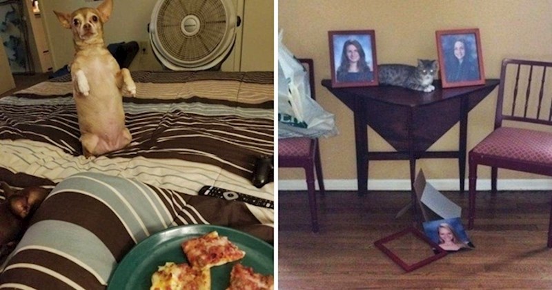 25 smiješnih slika sa životinjama koje će vam odmah uljepšati dan i nabaciti vam osmijeh na lice