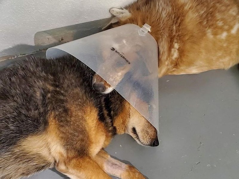 Svatko treba bar jednog ovakvog prijatelja...