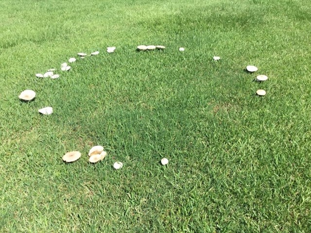Ove gljive napravile su misteriozni krug na livadi.