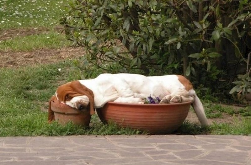 Mislio je da su lonci s cvijećem savršeno mjesto za spavanje.