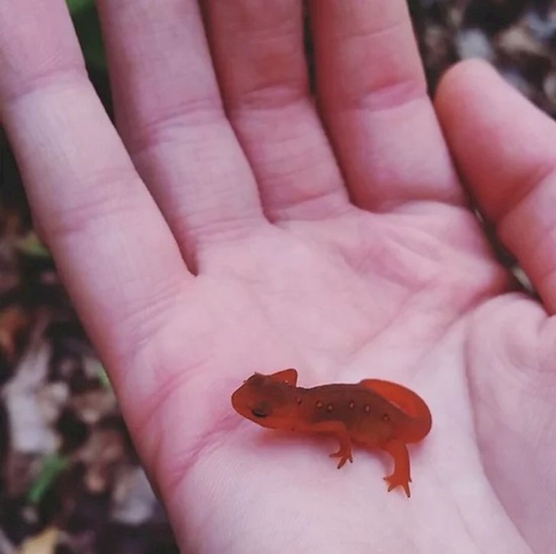 Zašto ovaj gušter izgleda kao da je gumeni bombončić?