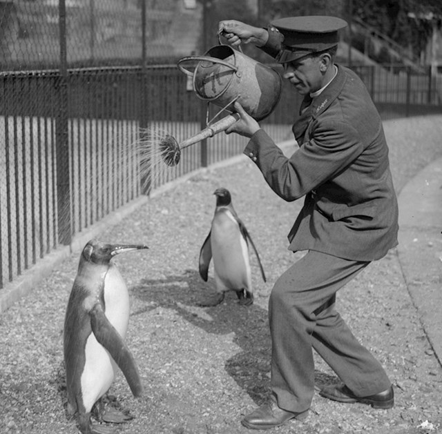 Radnik u zoološkom vrtu tušira pingvine, 1930.