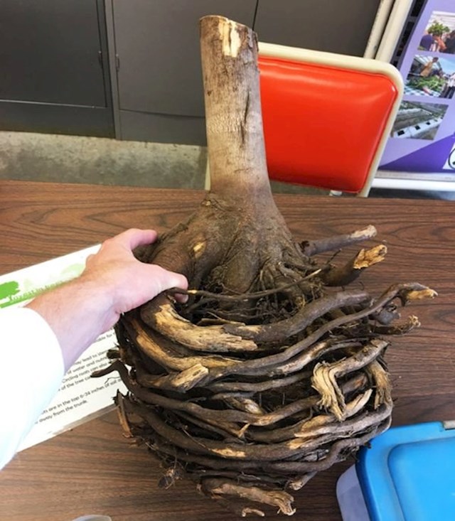 "Ovo drvo je posađeno u loncu. Pogledajte kako je korijenje raslo."