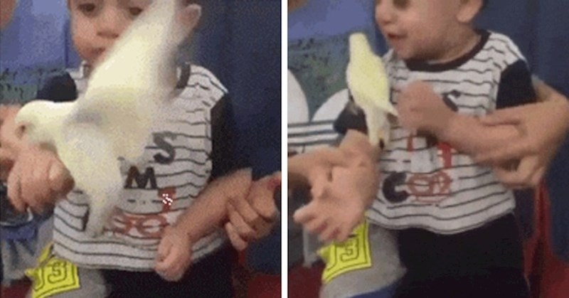 Djetetu su pokazali novog kućnog ljubimca, no dječakova reakcija ih je totalno šokirala