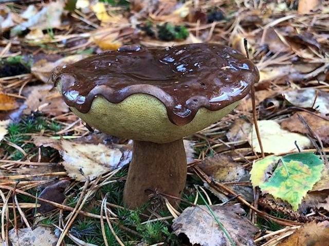 Ovu gljivu ne želite jesti iako izgleda kao da je prelivena čokoladom.