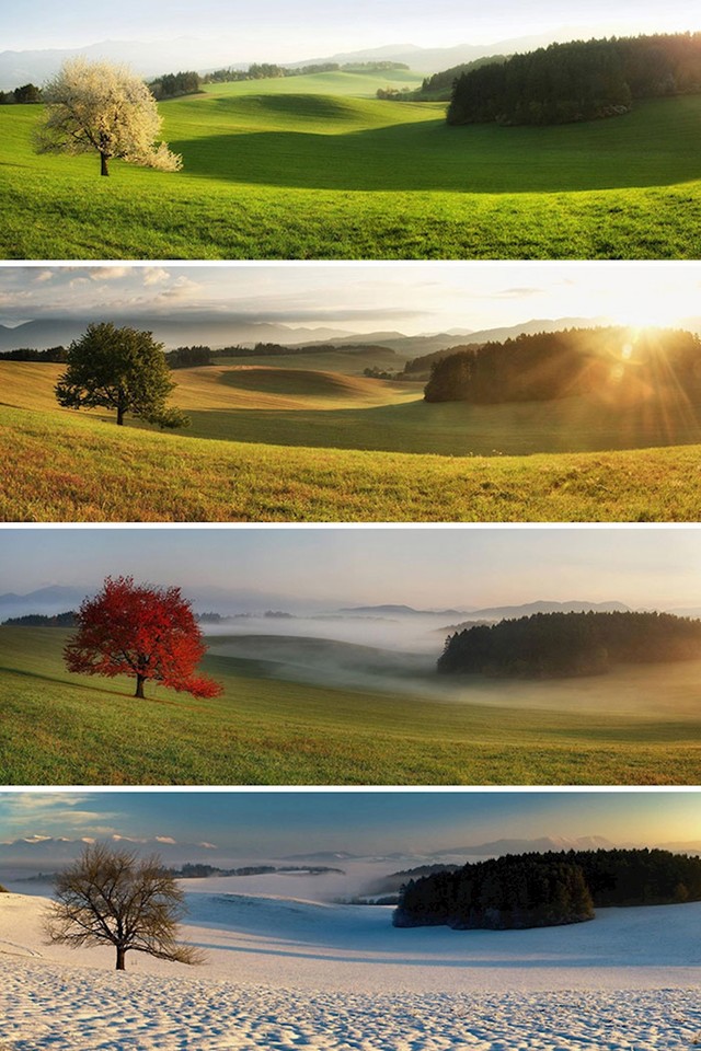 Isto drvo, sva godišnja doba.