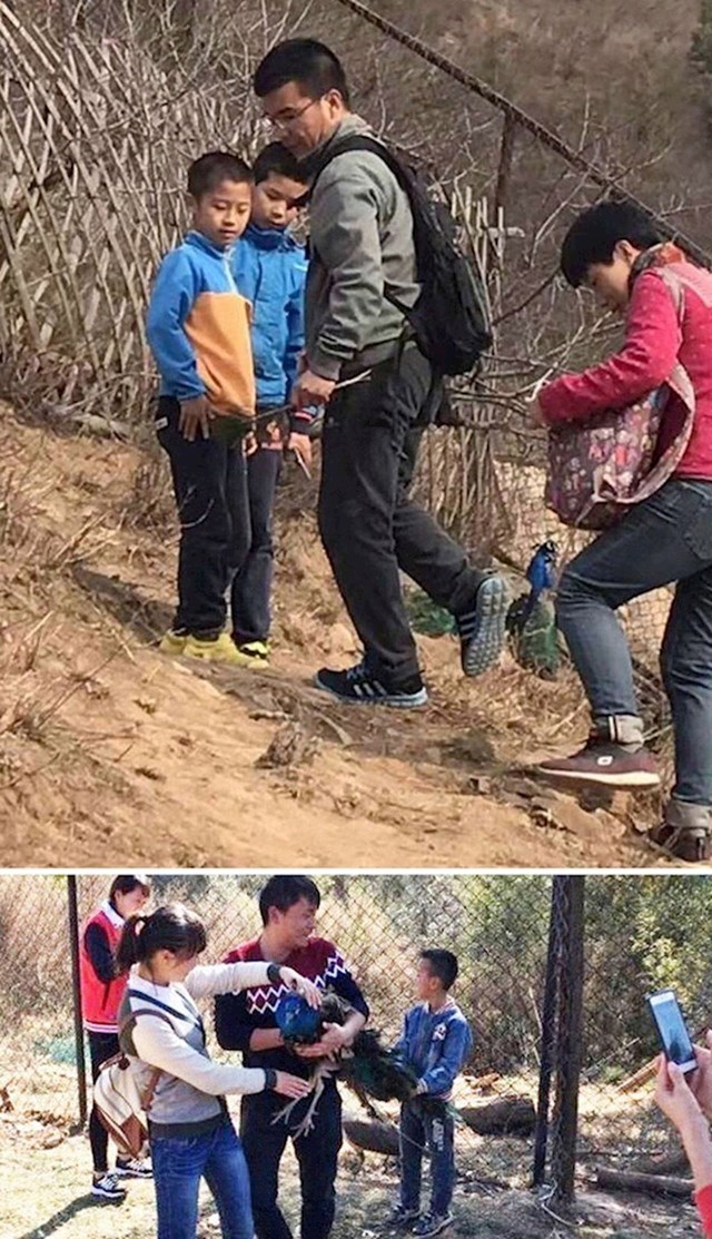 U Pekinškom zoološkom vrtu snimljeni su turisti kako love paune i čupaju im perje. Iako su ih neki pokušali zaustaviti, nisu uspjeli.