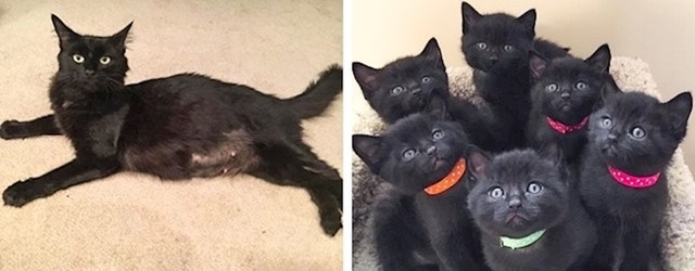 Spasili su crnu mačku koja je živjela na ulici