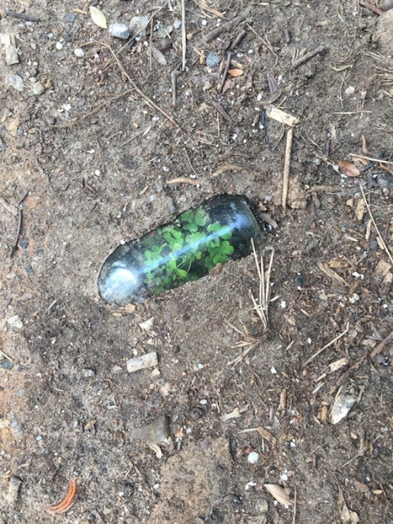 U ovoj boci je rasla djetelina!