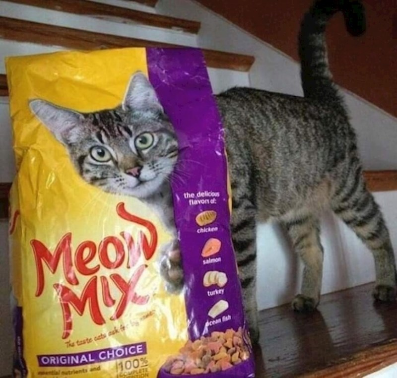 Je li ova mačka namjerno htjela napraviti viralnu fotku?