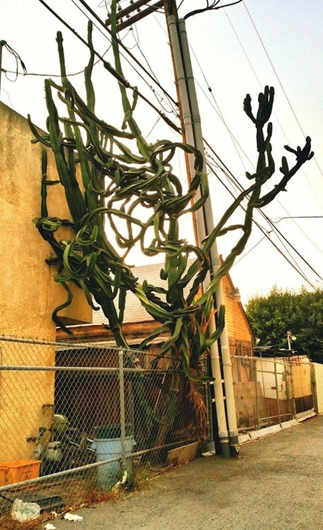 Ovaj gigantski kaktus izgleda kao da nije s ovog svijeta.