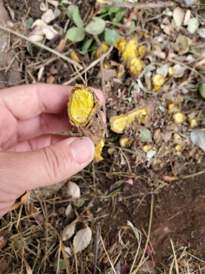 "Susjed je danas rezao neke grane... Jeste li ikad vidjeli žuto drvo?"