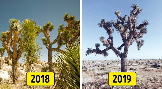 Nacionalni park Joshua Tree, Kalifornija, SAD