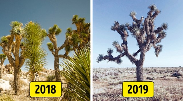 7 popularnih turističkih lokacija koje je svijet izgubio u posljednjih nekoliko godina nacionalni park joshua tree, kalifornija, sad