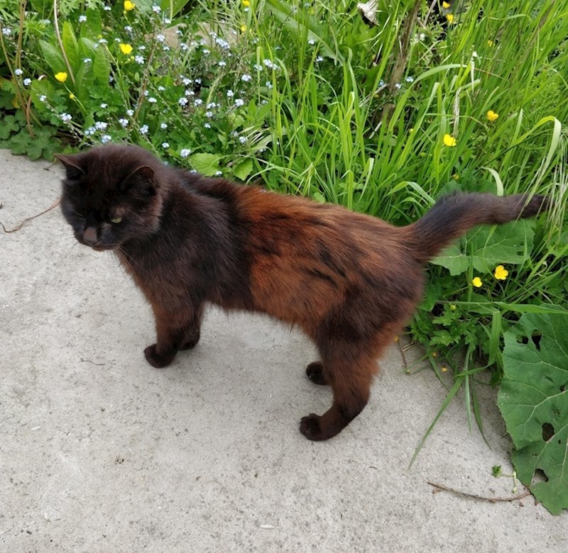 "Moja mačka je nekad bila crna..."