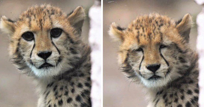 Smiješne slike životinja koje pokazuju kako izgledamo kad ne nosimo naočale