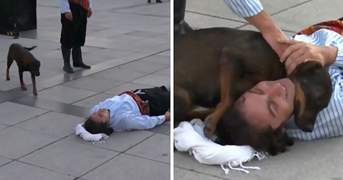 Ulični pas je mislio da je glumac stvarno ozlijeđen, njegova reakcija je oduševila javnost