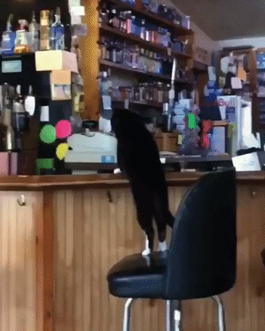 Radniku je na šank došao poseban gost, odlučio ga je svejedno poslužiti