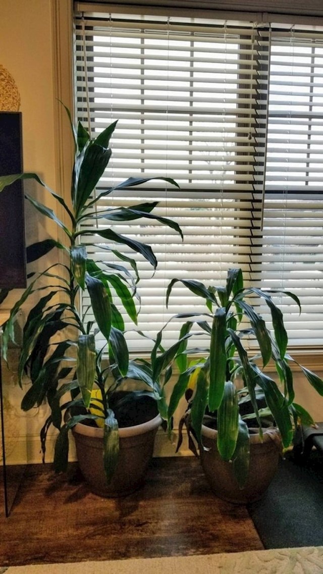 "Ove biljke su prije 6 mjeseci bile jednake veličine. U međuvremenu je jedna premještena do prozora, dok je druga bila malo dalje od prirodnog svjetla."