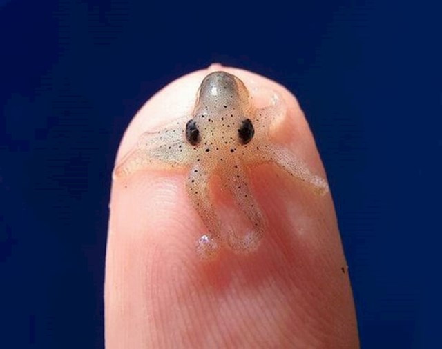 Slatka mala hobotnica