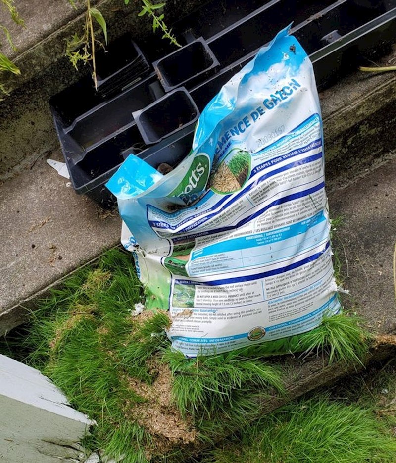 Što se dogodi ako vani ostavite sjeme trave...