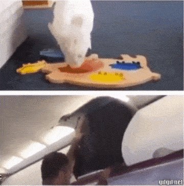 Usporedimo na trenutak inteligenciju svinja i nekih ljudi, što primjećujete?