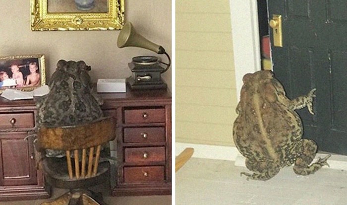 Žena slika svoju žabu ljubimicu kako se u kućici za lutke ponašao kao čovjek