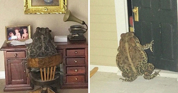 Žena slika svoju žabu ljubimicu kako se u kućici za lutke ponašao kao čovjek