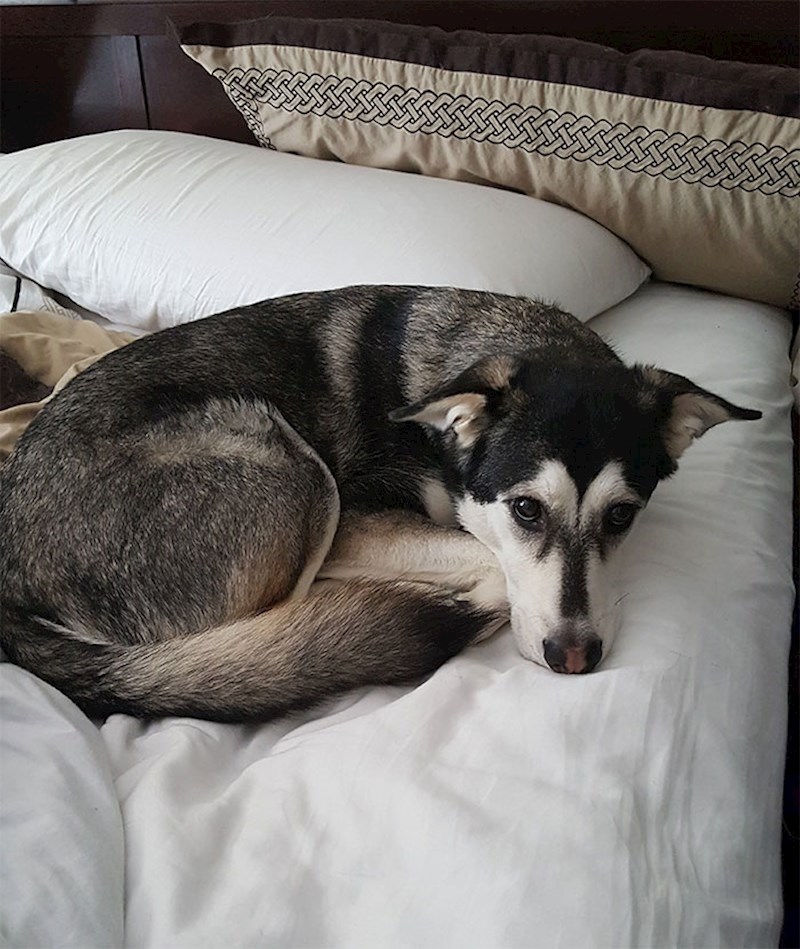 "Svakog jutra kad ustanem, moj pas legne na krevet i ukrade mi mjesto."