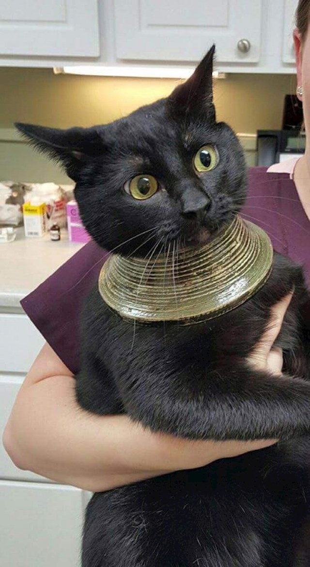 Mačka je razbila vazu, glava joj je ostala u njoj. Izgledala je kao neka drevna egipatska mačka s ogrlicom.