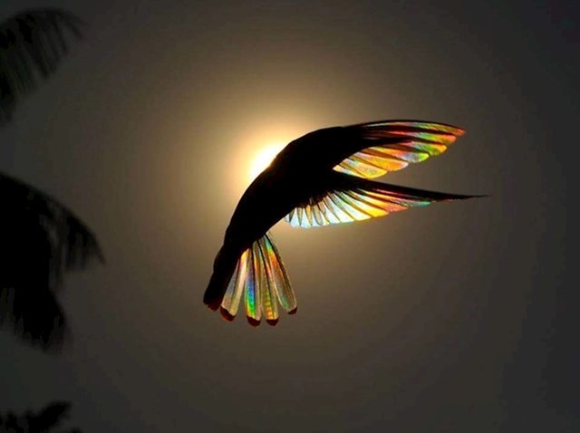 Kolibrić na suncu