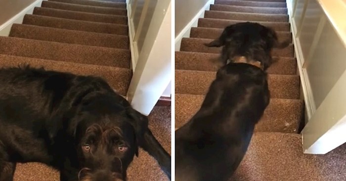 Muškarcima neće biti svejedno kad vide kako se ovaj pas spušta niz stepenice