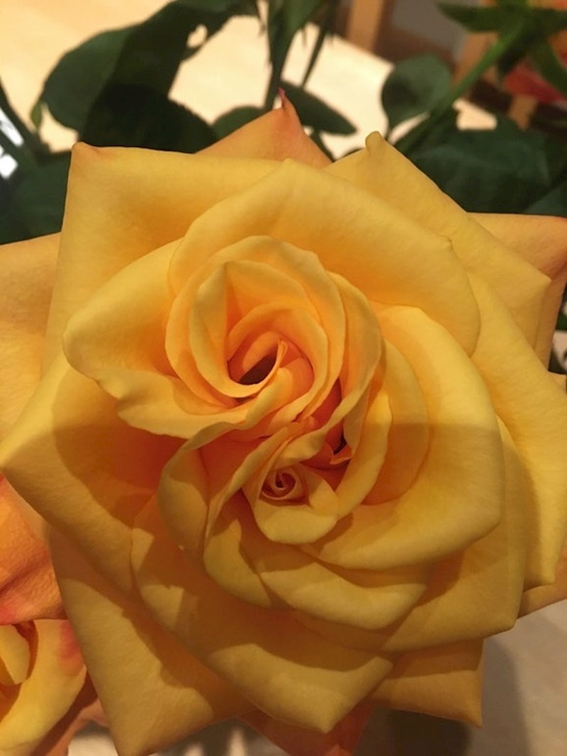 Dvije ruže u jednoj!