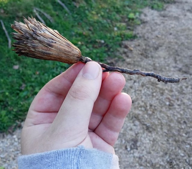 "Ovaj osušeni cvijet izgleda kao minijaturna metla."