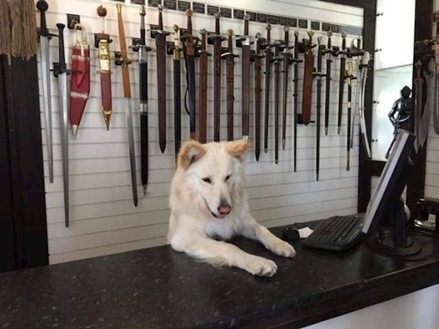Pas koji prodaje mačeve
