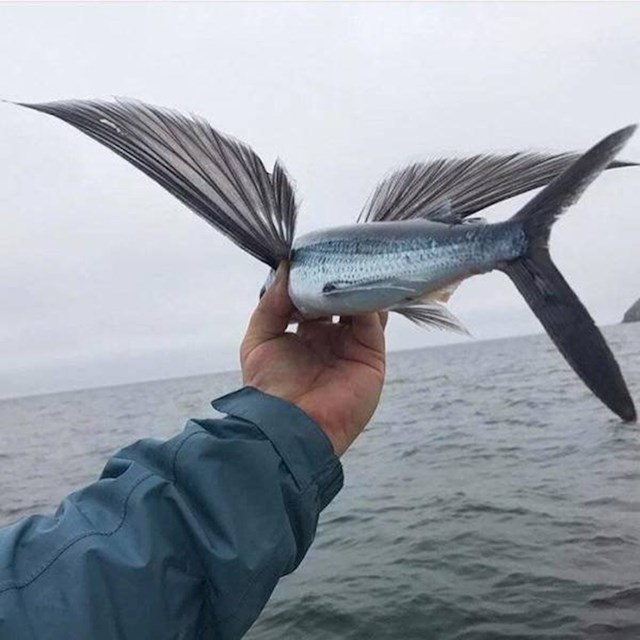 Riba s krilima