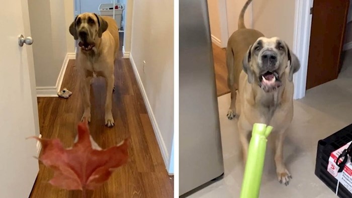 Vlasnici su primijetili da se njihov ogromni pas svega boji, snimili su njegove simpatične reakcije