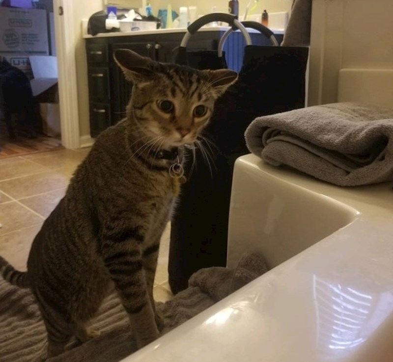 "Preselili smo se u kuću s puno većom kadom. Naša mačka je bila zabrinuta za moju sigurnost."